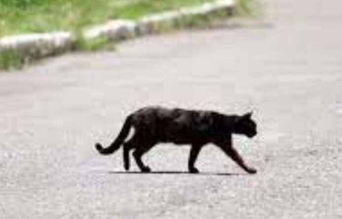 बिल्ली के रास्ता काटने से क्या होता है?