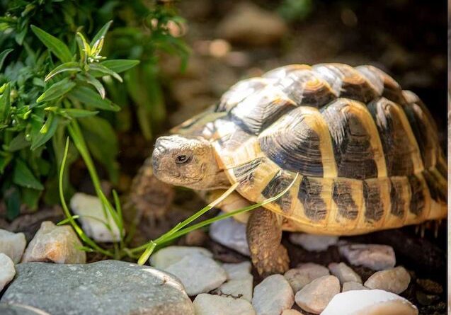 घर में कछुआ रख रहे हैं तो इन बातों का रखें विशेष ध्यान, दिशा खराब तो फिर तो बेड़ागर्क ही समझो