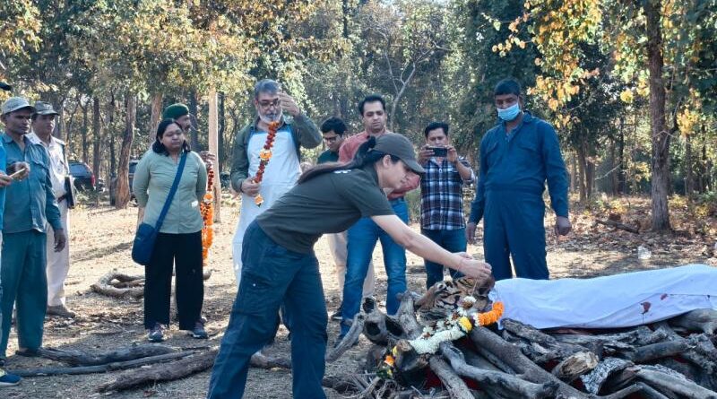 पेंच की मशहूर लंगड़ी बाघिन ने दुनिया को कहा अलविदा, जंगल प्रेमियों में शोक