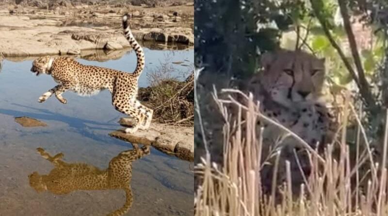कूनो नेशनल पार्क से निकलकर राजस्थान पहुंचा चीता KP-3, ग्रामीणों में मचा हड़कंप