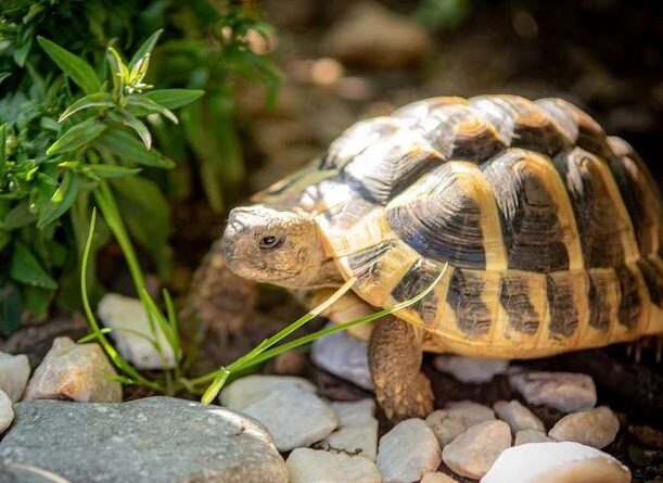 घर में कछुआ रख रहे हैं तो इन बातों का रखें विशेष ध्यान, दिशा खराब तो फिर तो बेड़ागर्क ही समझो