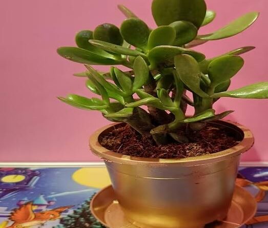 होली से पहले घर के दरवाजे पर लगा दे ये 5 पौधे, रातों-रात बदल सकती है आपकी किस्मत, जानें वास्तु शास्त्र में महत्व