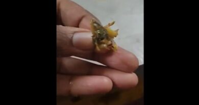 RGPV कैंटीन विवाद: खाने में निकली छिपकली, शिकायत पर बताया शिमला मिर्च