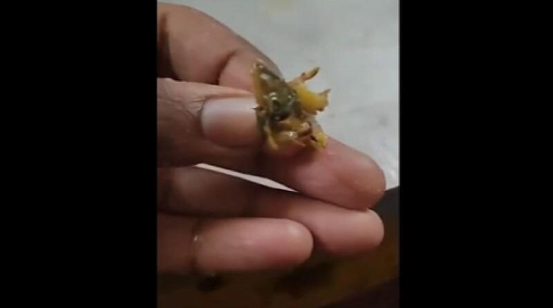 RGPV कैंटीन विवाद: खाने में निकली छिपकली, शिकायत पर बताया शिमला मिर्च