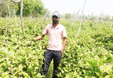ग्राफ्टेड बैंगन की उन्नत खेती से अमृत बंजारे की आर्थिक स्थिति हुई सुदृढ़