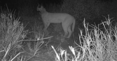 कैराकल की दुर्लभ झलक, जैसलमेर बना संरक्षण का नया केंद्र