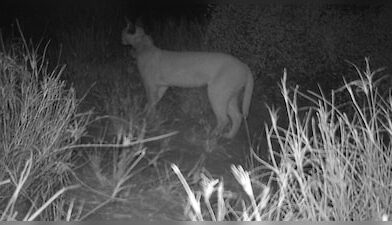 कैराकल की दुर्लभ झलक, जैसलमेर बना संरक्षण का नया केंद्र