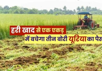 हरी खाद- खेती में बढ़ेगा उत्पादन, मिट्टी की सेहत होगी बेहतर