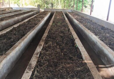 वर्मी कंपोस्ट उत्पादन बनी आत्मनिर्भरता की मिसाल