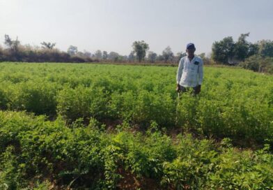 मसाला क्षेत्र विस्तार योजना: मसाले की खेती ओर बढ़ रहा किसानों का रूझान