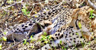 कूनो नेशनल पार्क-चीतों का नया घर ही नहीं, अब सफल ग्लोबल ब्रीडिंग सेंटर