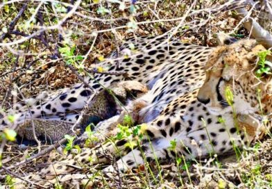 कूनो नेशनल पार्क-चीतों का नया घर ही नहीं, अब सफल ग्लोबल ब्रीडिंग सेंटर