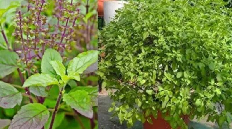 सनातन धर्म में तुलसी का है विशेष महत्व