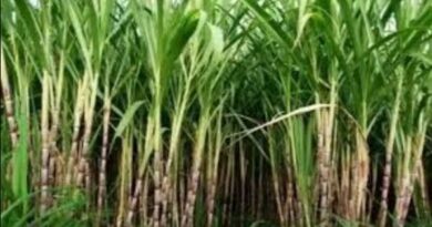 60 साल पुराने गन्ना कानून में बदलाव की तैयारी, इथेनॉल और डिजिटल नियम शामिल