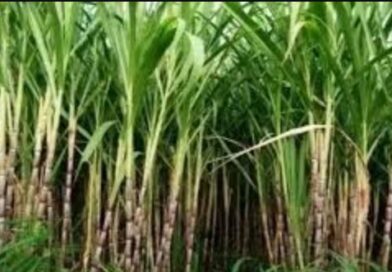 60 साल पुराने गन्ना कानून में बदलाव की तैयारी, इथेनॉल और डिजिटल नियम शामिल