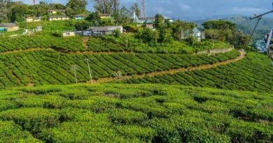 इंदौर में हरियाली का मेगा प्लान: मानसून की पहली बारिश के साथ लगेंगे 3 लाख पौधे