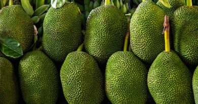 कटहल: पोषक तत्वों से भरपूर एक बहुमुखी फल