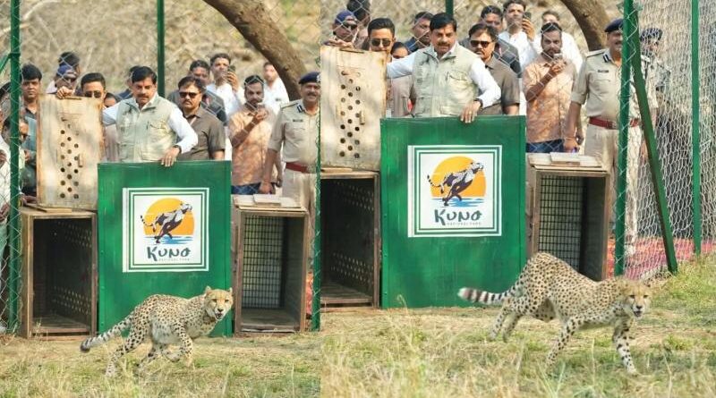 कूनो नेशनल पार्क में बढ़ा कुनबा, CM मोहन यादव ने छोड़े दो मादा चीते