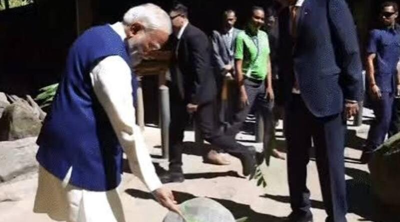 सेशेल्स में PM मोदी का भव्य स्वागत, राष्ट्रपति पैट्रिक के साथ पिया नारियल पानी, कछुओं को खिलाईं पत्तियां