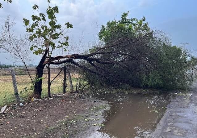 पहली बारिश में तबाही, जबलपुर में पेड़ गिरने से सड़कें जाम, मूंग की फसल नष्ट