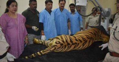 खिवनी अभयारण्य से लाए गए घायल बाघ “युवराज” का वन विहार में हो रहा उपचार