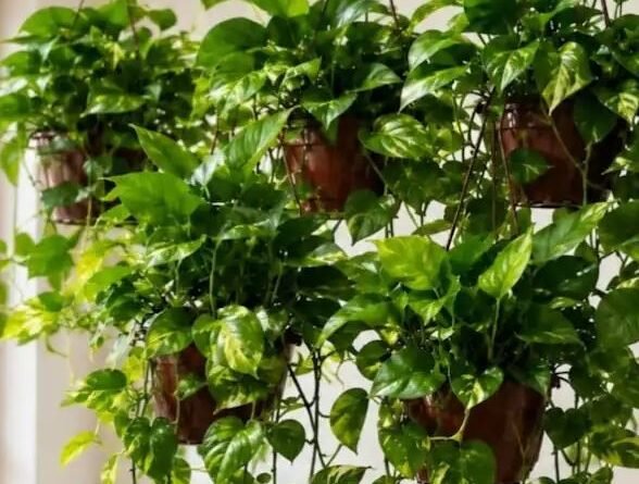 तुलसी, मनी प्लांट, बांस, हरसिंगार; इस दिवाली घर पर लगाएं ये खास पौधे, आएगी सुख-समृद्धि