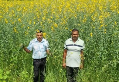 धान की जगह सन की खेती, लैलूंगा के किसानों ने बदली खेती की राह