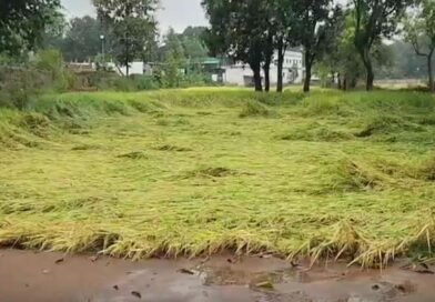 गौरेला-पेंड्रा-मरवाही में मौसम की मार, तेज हवाओं से धान की फसल को भारी नुकसान